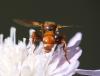 Sicus ferrugineus